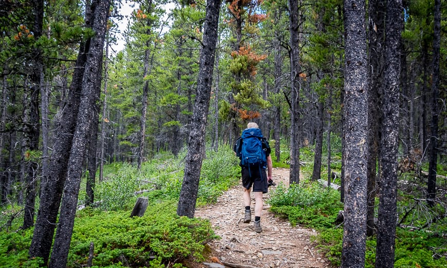 The Powderface Ridge Hike near Bragg Creek