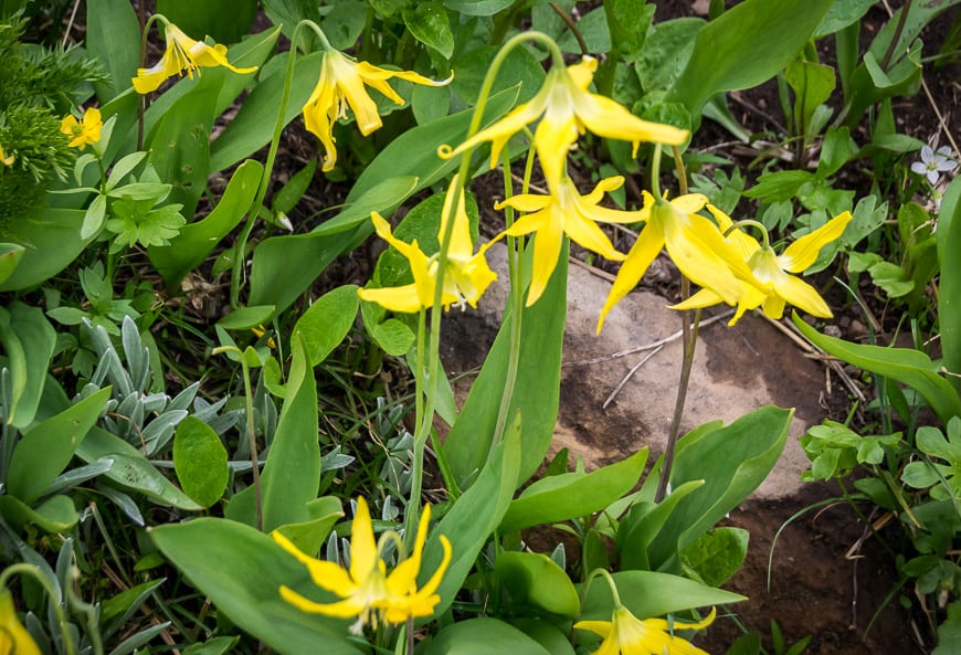 Depending on when you hike you may see these glacier lilies - a flower you can eat