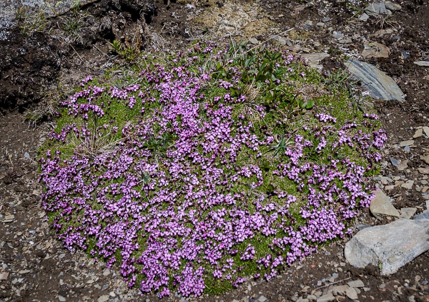 Moss campion, a mountain dwelling wildflower