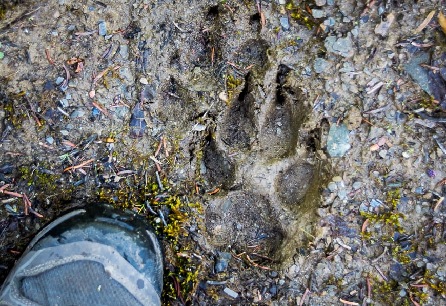 Fresh wolf tracks in the valley
