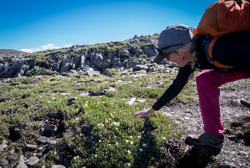 Sarah our guide at Purcell Mountain Lodge stopping to talk to us about the wildflowers we see