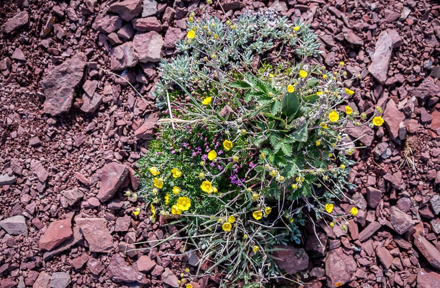  Colourful wildflowers underfoot