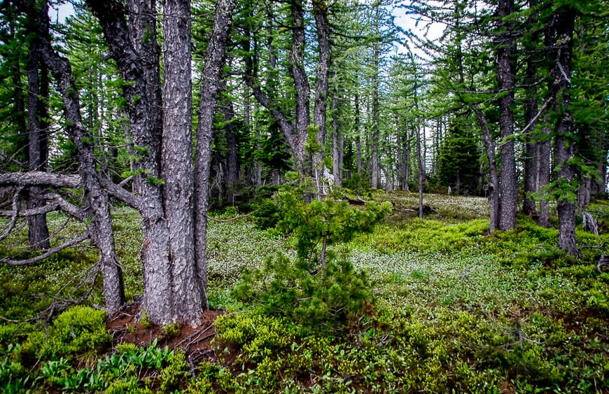 A beautiful section of woods before the final approach to the top of the peak you see from Table Mountain