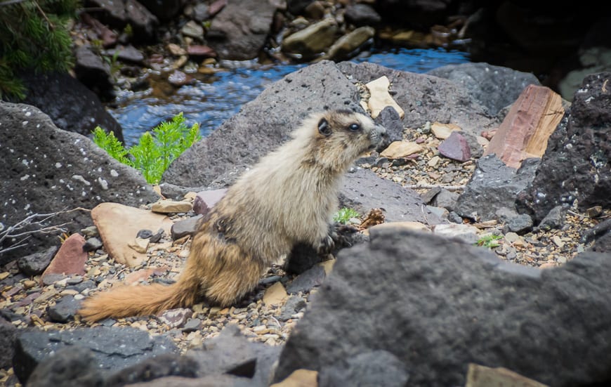 We saw bighorn sheep and marmots on the hike