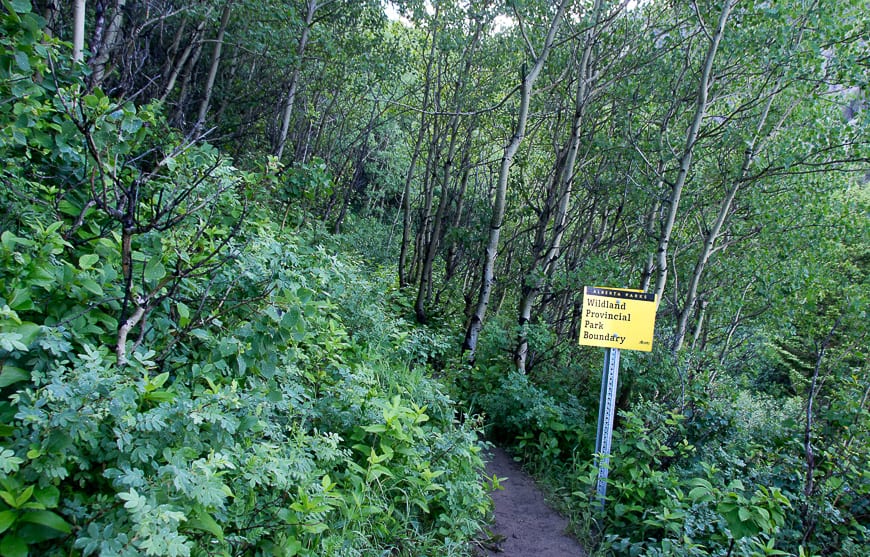 Make your way through thick vegetation past the entrance to Castle Wildland Provincial Park