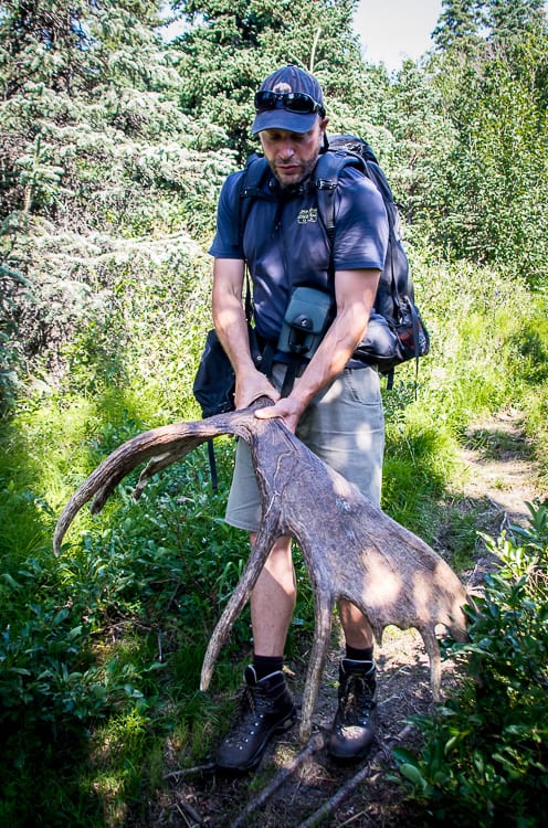 Half a rack of moose antlers weighs about 40 pounds