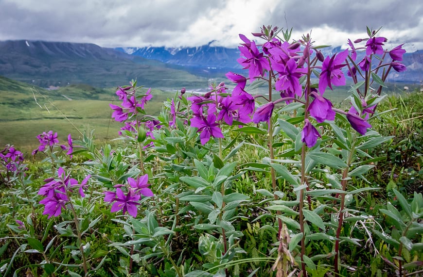Fireweed out in full force