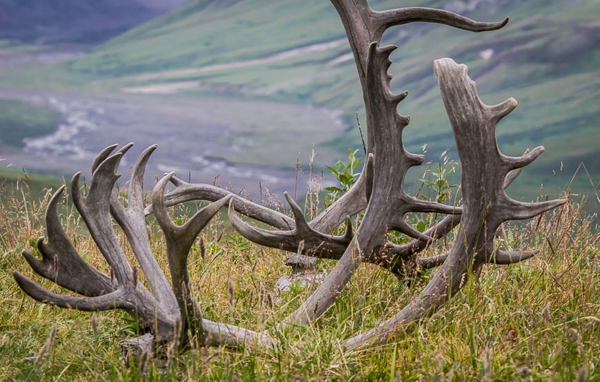 On the Denali Park Road saw these caribou antlers