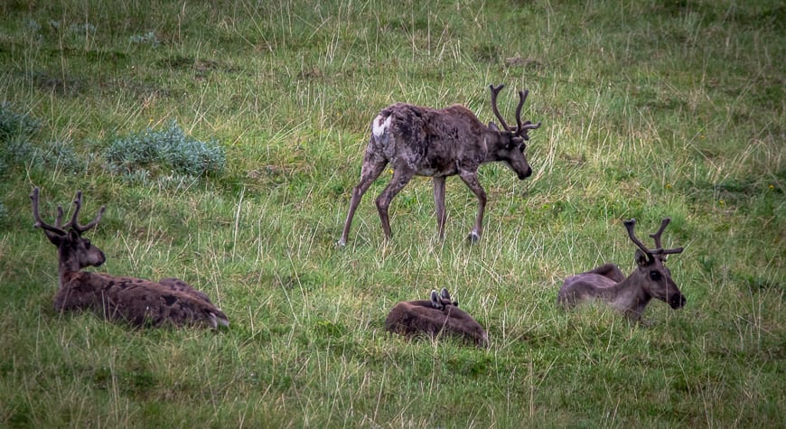 Multiple caribou sightings on the drive out along with wolf, moose, Dall sheep and a blond grizzly bear