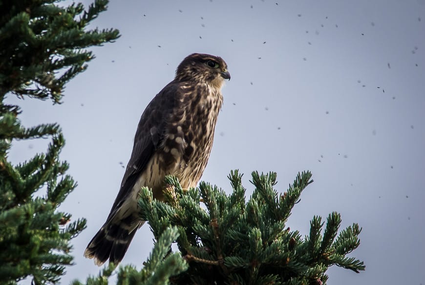 Merlin seen on the drive and many times during my four night stay