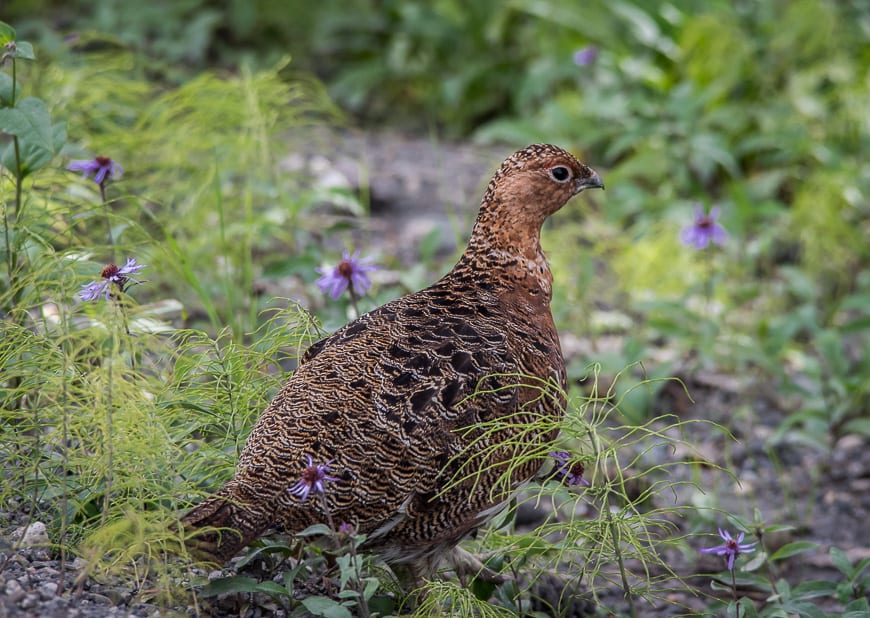 Willow ptarmigans are one of the few birds that hang around Denali National Park in the winter