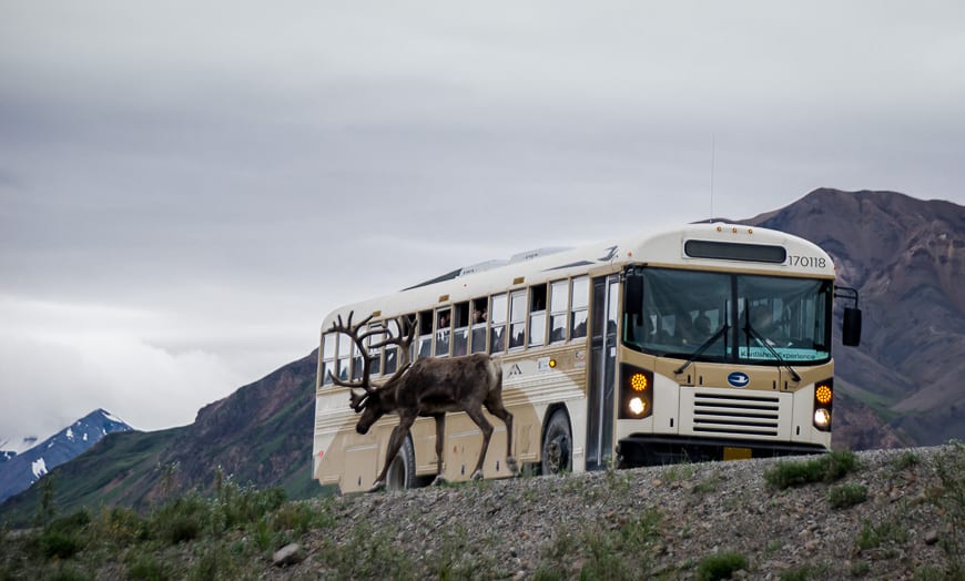 Caribou just hanging out at the Toklat River bus stop