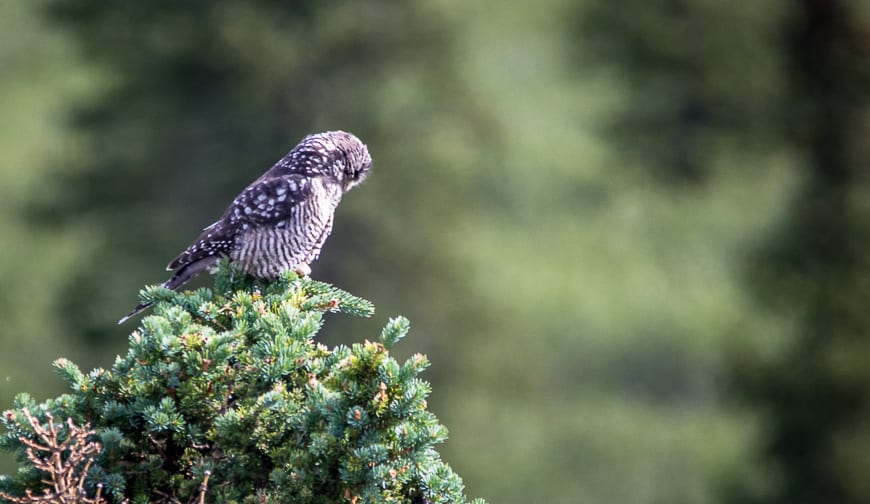  First uncommon sighting - a hawk owl