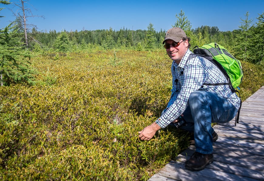 What a difference it makes when you go on the Mer Bleue bog trail with such a knowledgeable guide
