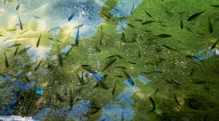  The 3 spined stickleback fish can be seen near the surface of the lake