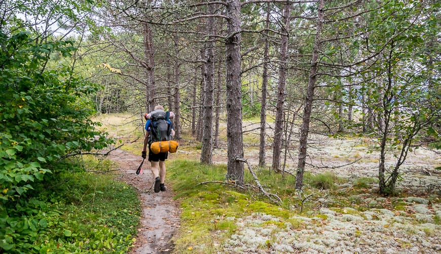 Sandy walking through open woods with lots of old bear scat around