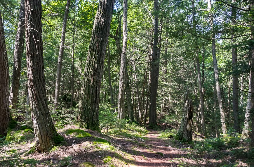 Large beech and hemlock trees can be seen on the trail to the Helenbar Lake overlook