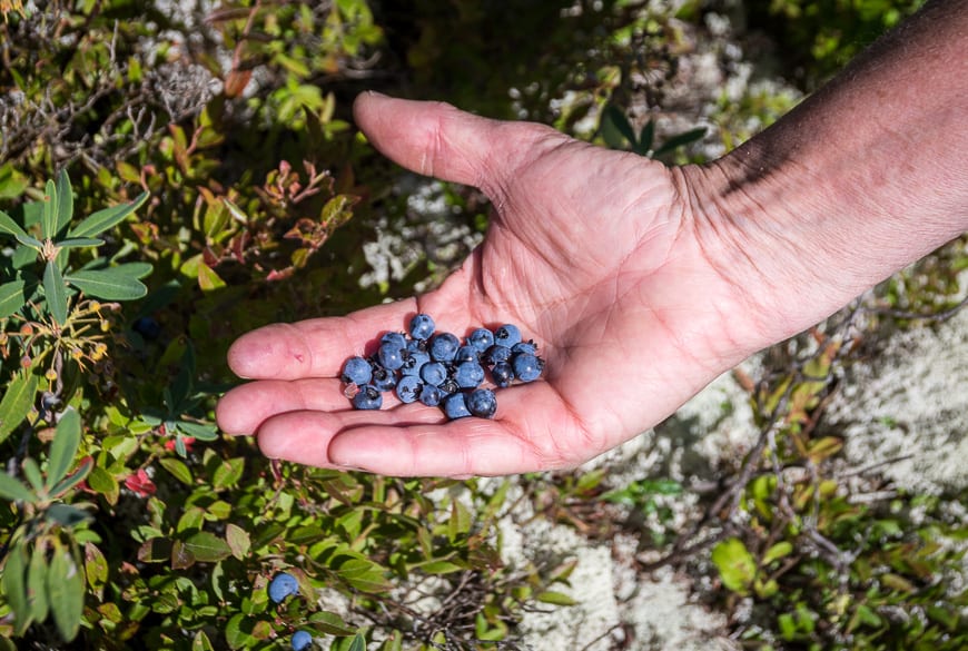  September is blueberry season