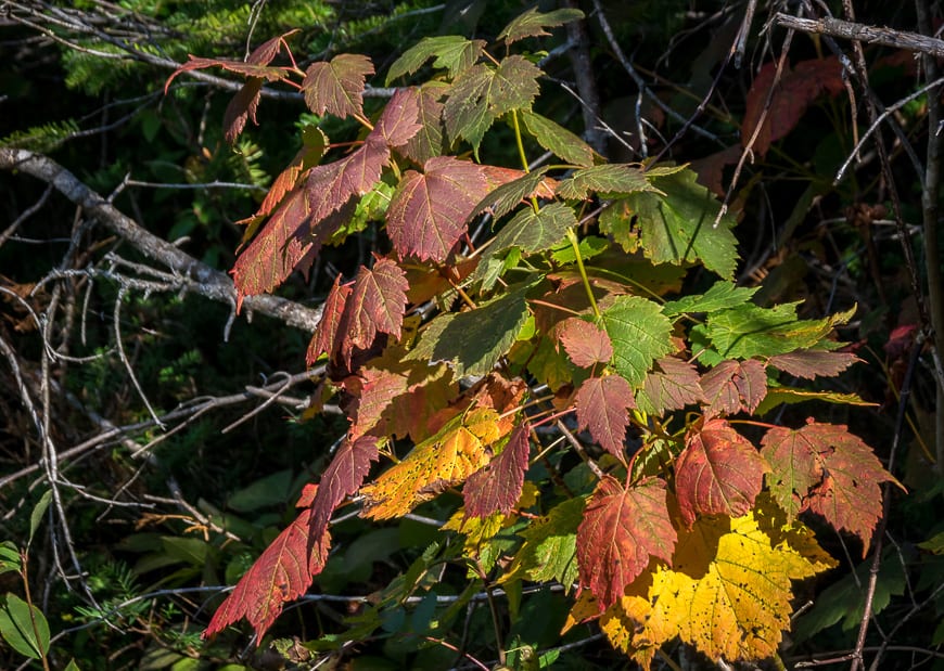 Five days in and the fall colours are starting