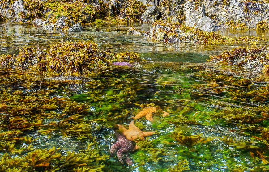 You'll fine incredible tide pools when you paddle in Haida Gwaii, especially through Burnaby Narrows