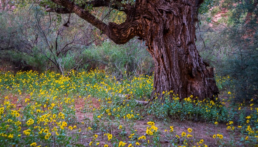 Wildflowers and old cottonwood trees on the approach to Supai Village