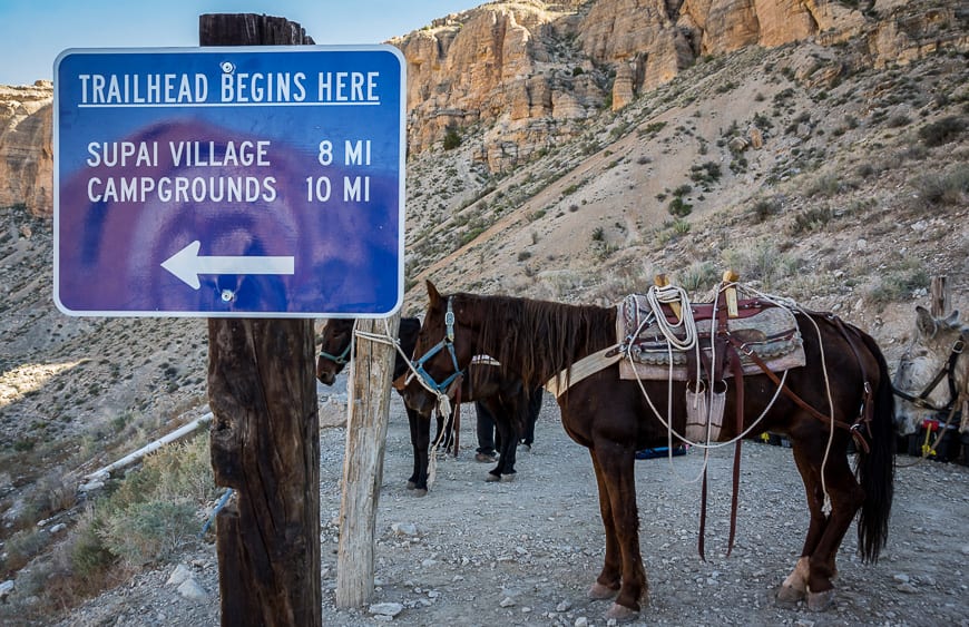 The mules do the heavy lifting on this trail