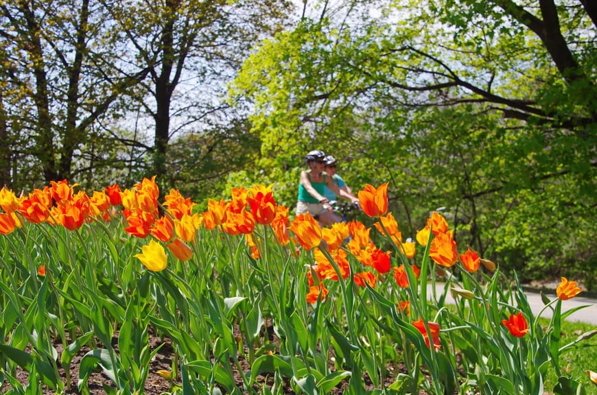 Gorgeous cycling in Ottawa along the Rideau Canal especially in May when the tulips are out