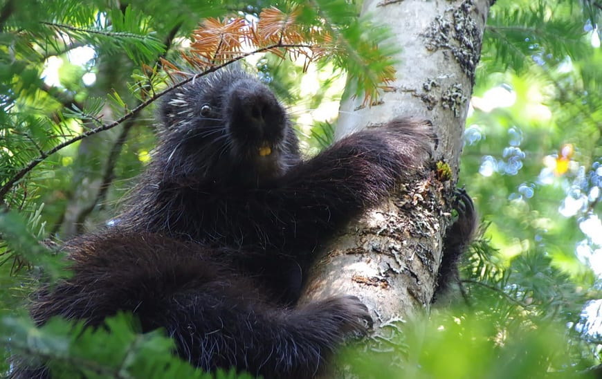 The only porcupine we saw