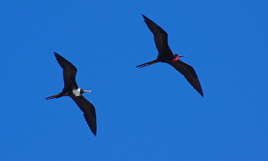 Look up to see the frigate birds