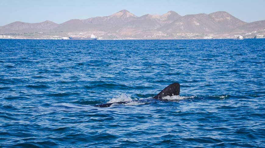 Swim with whale sharks in sight of the city of La Paz