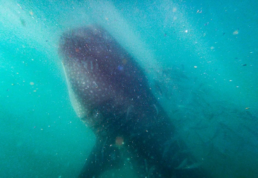 It's hard to get the whole of a whale shark in the photo