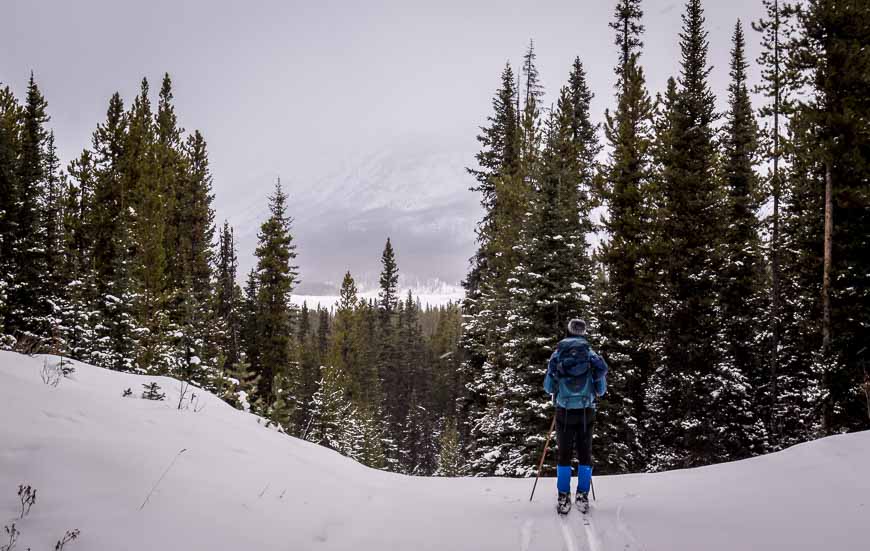Skiing the Mount Shark cross-country trail system