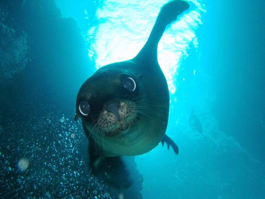 It's a thrill to come eye to eye with a sea lion