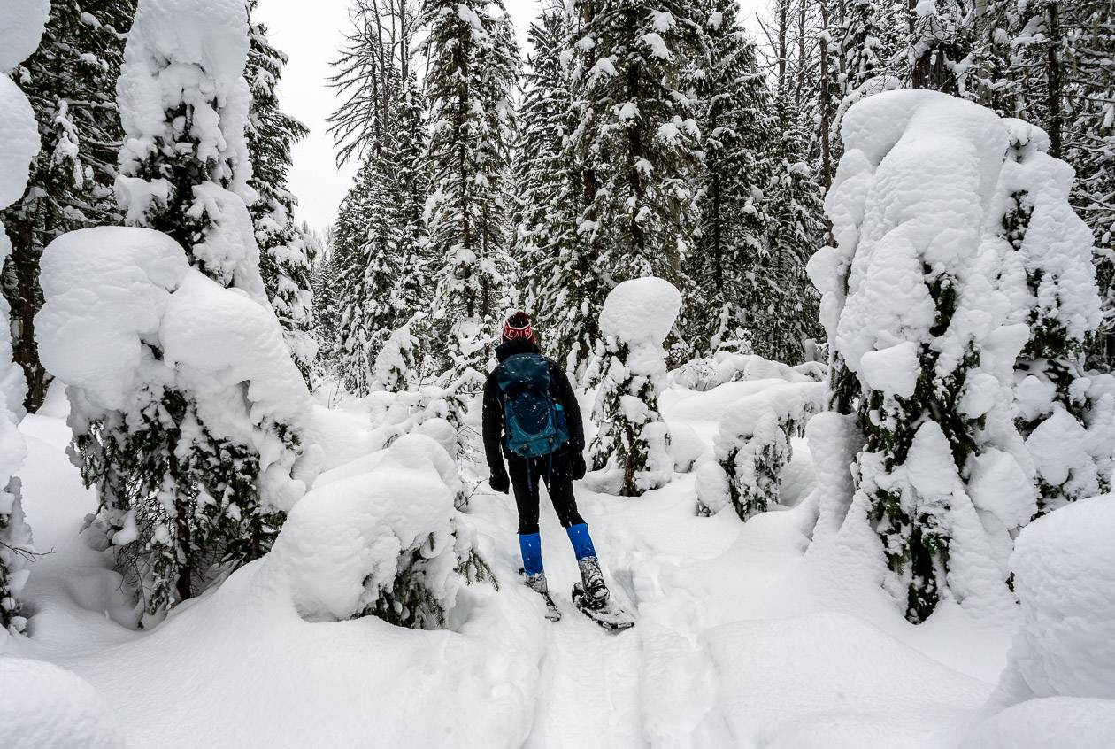 Snowshoeing on the Stove Trail in Fernie in mid-December