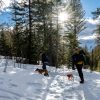 Hiking the Montane trails in Fernie in winter