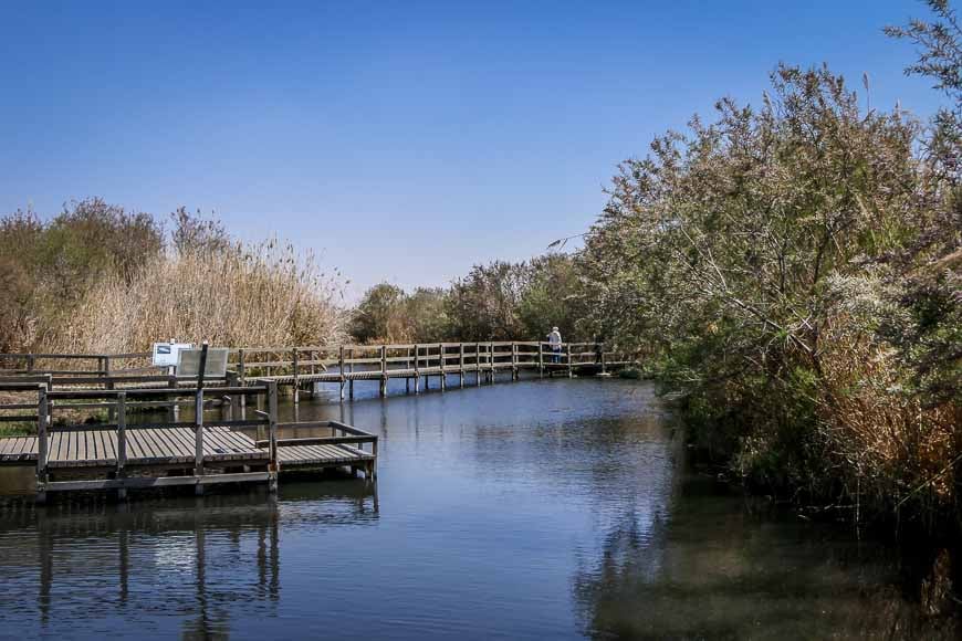 The Azraq Wetland