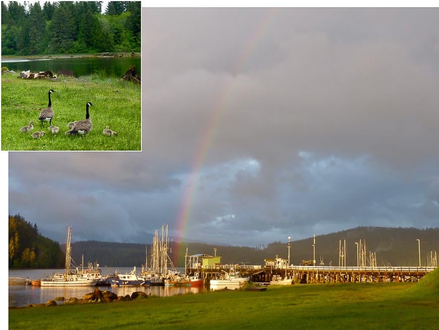 Camping in Coal Harbour, a stone’s throw from the end of the rainbow! After a tense standoff with a family of geese, I relaxed to watch the world cruise by: seals, sea lions, boats, seaplanes