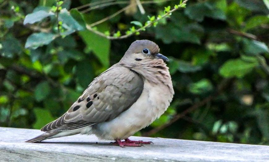 The eared dove seen in the delta