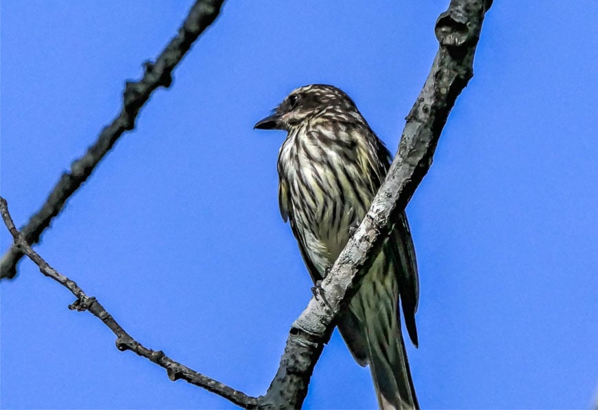 The streaked flycatcher