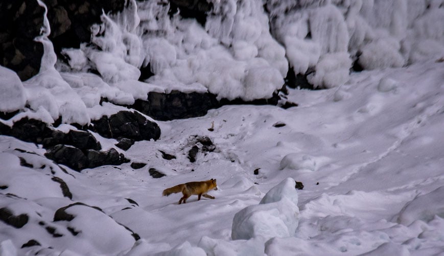 Red fox on the drift ice on the Shiretoko Peninsula