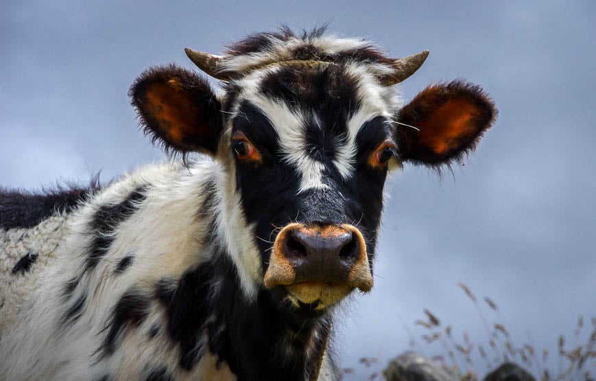 Unusual looking cow we met on our first day of hiking