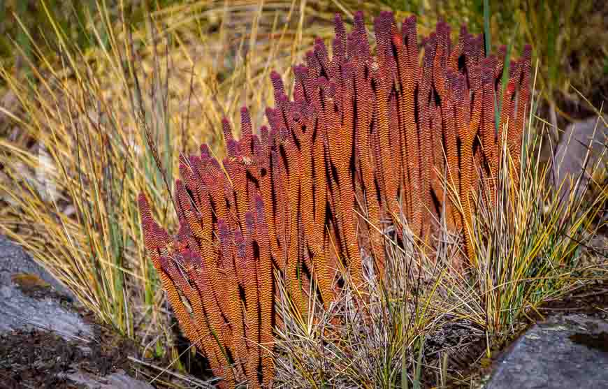 Love the burst of colour from these plants