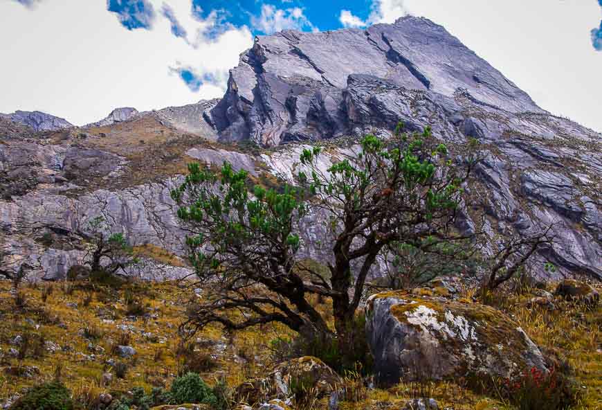 First tree we've seen in days in the mountains