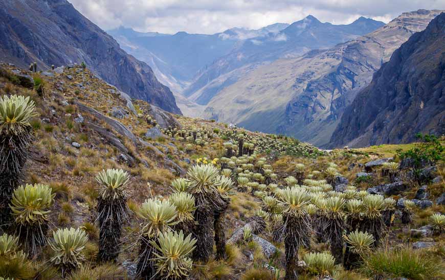 View of the Valle de los Cojjines on Day 4 of the Sierra Nevada del Cocuy trek