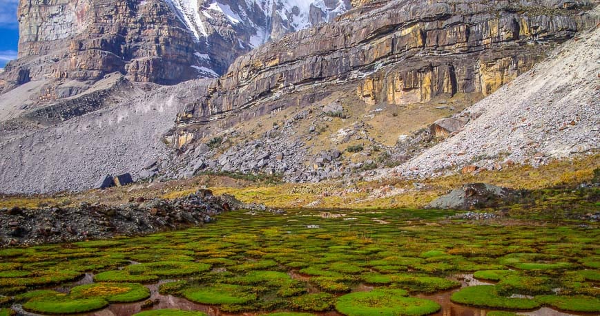 Unusually mossy like mounds at an altitude of about 14,000 feet