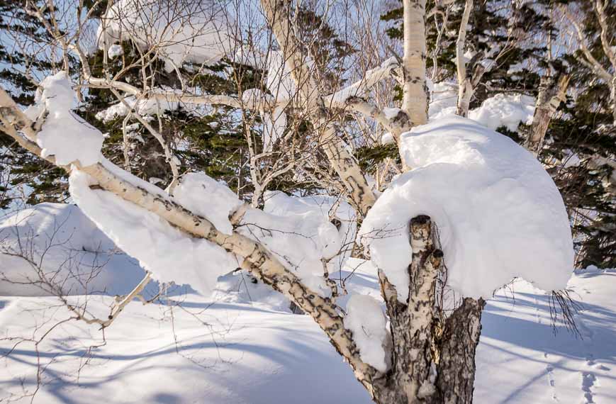 Massive snow blobs in trees from a previous snowstorm