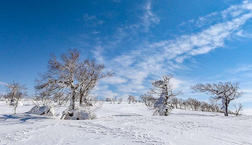 Snow covered trees framed by blue skies at Kiroro Ski Resort