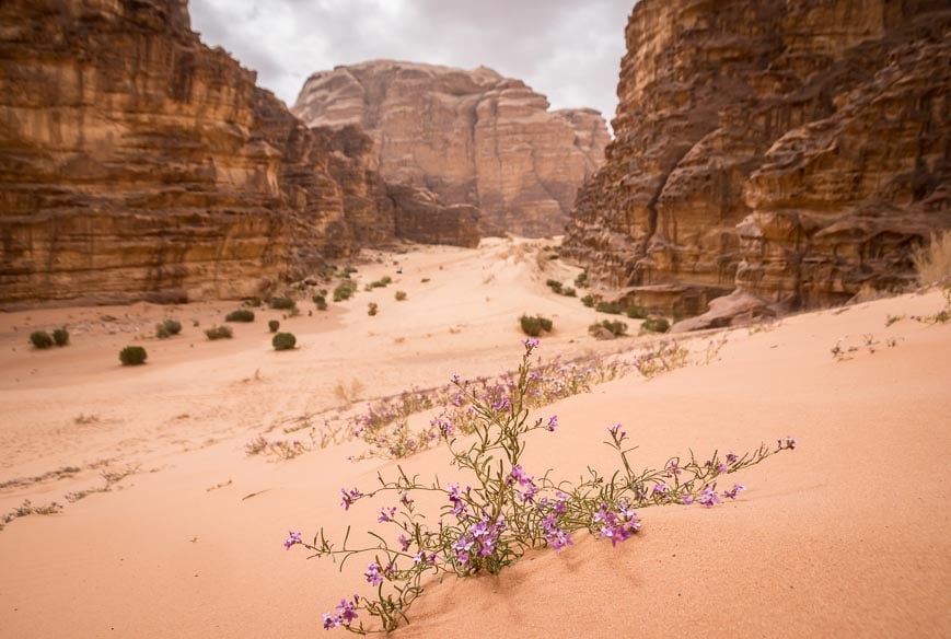 Flowers defying the odds of harsh conditions in the Arabian Desert