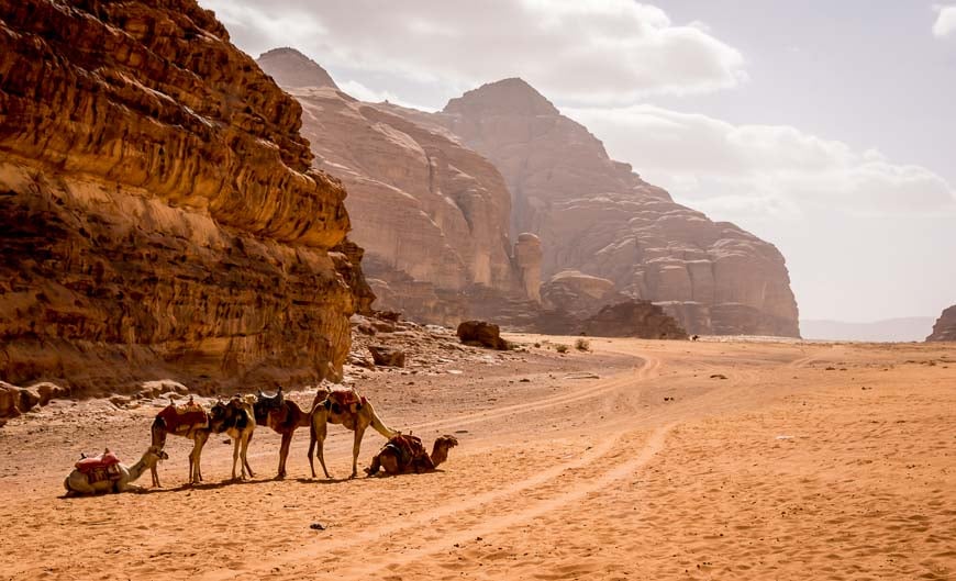 Camels are a common sight - and a common fact about the country Jordan