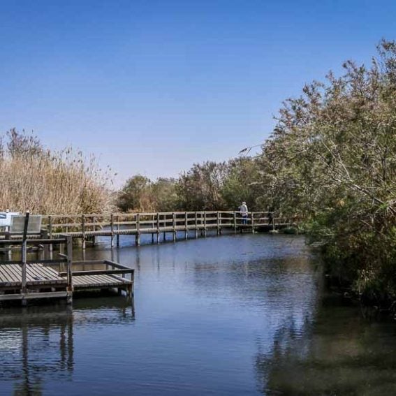 The Azraq Wetland Preserve